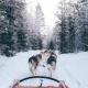 Finland Husky ride